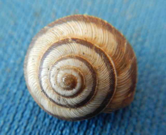 Cernuella sp